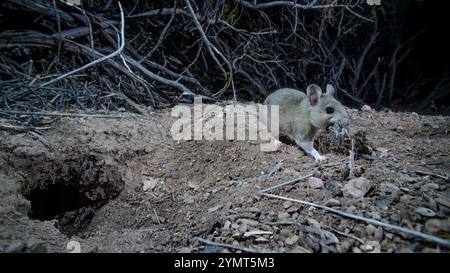 White-throated Woodrat, Socorro, New Mexico, USA. Stock Photo