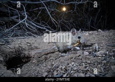 White-throated Woodrat, Socorro, New Mexico, USA. Stock Photo