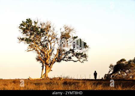 A man walking on dry grassland where a large tree is growing near Londa Lima beach in Kanatang, East Sumba, East Nusa Tenggara, Indonesia. Stock Photo