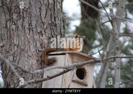 Fox Squirrel (Sciurus niger) on a squirrel nesting box. Stock Photo