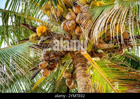 A bunch of fresh coconuts hanging on the palm tree Stock Photo