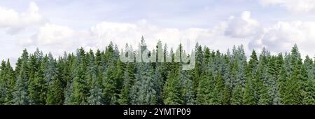 Detailed, high-quality, realistic 3d illustration of a dense pine forest with a sky background. Wide seamless nature panorama, forest background Stock Photo