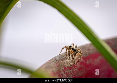 An inquisitive jumping spider Stock Photo