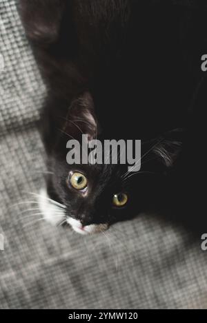 black kitten with yellow eyes and white whiskers looks up at the camera. A gray checkered background is in the background. Stock Photo