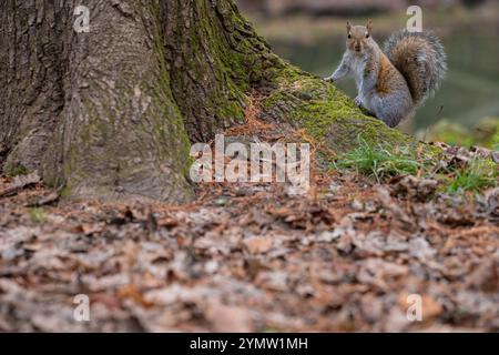A lovely beautiful squirrel sitting on a tree looking straight at camera. Stock Photo