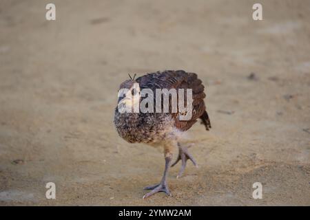 Young peacock in the garden of the Alcazar of Seville Stock Photo