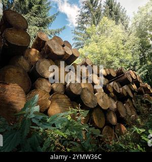 Forestry industrial shot in nature: stack of felled tree trunks in a green forest, square format Stock Photo