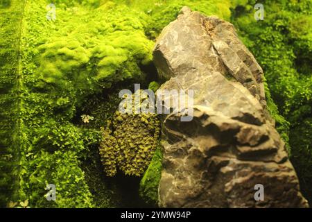 Theloderma corticale is a frog amphibious animal sitting on a rock near moss. Animals in the wild. Stock Photo