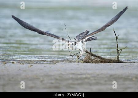 Osprey (Pandion haliaetus) crashing through driftwood in a failed attempt  for a fish.   March in Ding Darling National Wildlife Refuge, Sanibel Islan Stock Photo