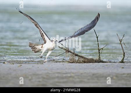 Osprey (Pandion haliaetus) crashing through driftwood in a failed attempt  for a fish.   March in Ding Darling National Wildlife Refuge, Sanibel Islan Stock Photo