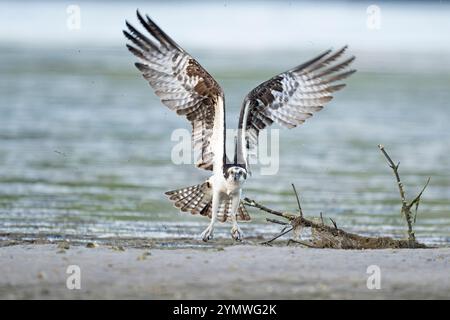 Osprey (Pandion haliaetus) crashing through driftwood in a failed attempt  for a fish.   March in Ding Darling National Wildlife Refuge, Sanibel Islan Stock Photo