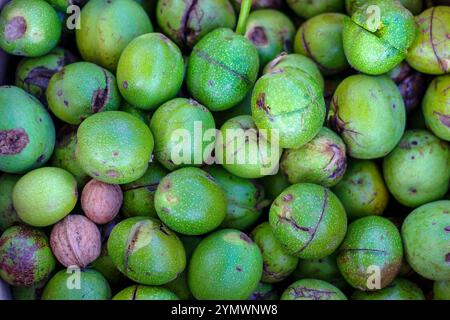 Walnuts. Lots of walnuts in the peel, fresh off the tree. Harvest Stock Photo
