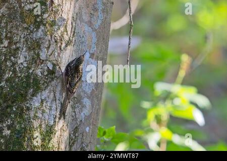 Bar-tailed Treecreeper or Himalayan Tree-creeper (Certhia himalayana) heading up a tree trunk, Nainital area, Uttarakhand, India. Stock Photo