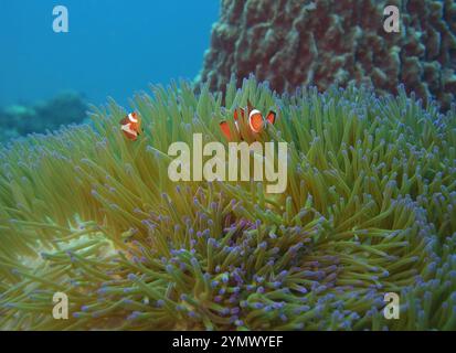 anemonefish-clownfish-deep-sea-exploration-2025-clownfish-or