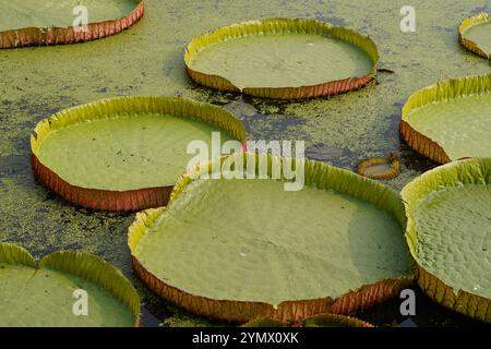 The world’s largest water lily, Victoria amazonica, at Kolkata’s Botanic Garden. With giant leaves, it draws nature lovers. Stock Photo