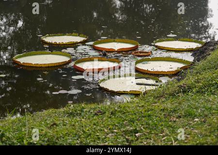 The world’s largest water lily, Victoria amazonica, at Kolkata’s Botanic Garden. With giant leaves, it draws nature lovers. Stock Photo