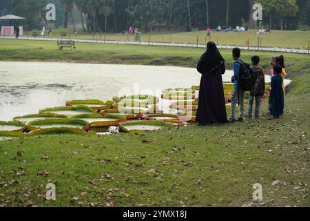 The world’s largest water lily, Victoria amazonica, at Kolkata’s Botanic Garden. With giant leaves, it draws nature lovers. Stock Photo