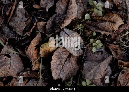 Sunlight filters through autumn leaves, casting shadows and illuminating the forest floor Stock Photo