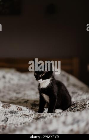 black kitten with a white neck and belly sits in bed on a white blanke Stock Photo