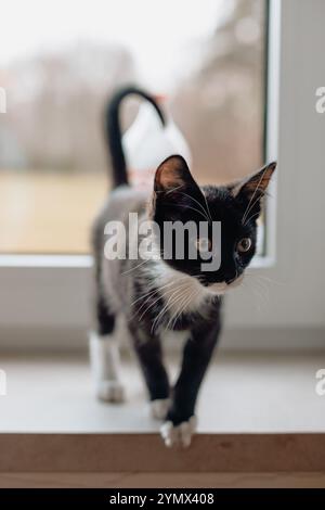black chick with a white neck and belly near a plastic window on a wooden windowsill. Stock Photo