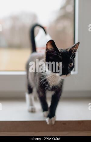 black chick with a white neck and belly near a plastic window on a wooden windowsill. Stock Photo
