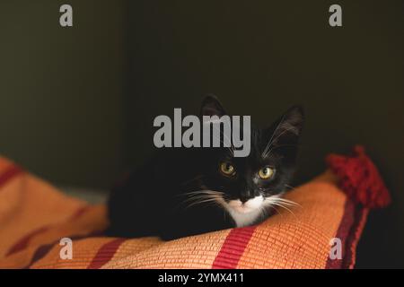 black kitten with a white neck and belly is sleeping on a red pillow on a sofa by a dark green wall Stock Photo