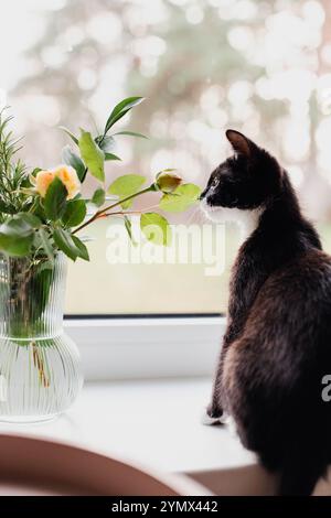 black kitten with a white neck and belly sits by a window on a windowsill with a glass vase of roses in it, which the cat is holding. Stock Photo