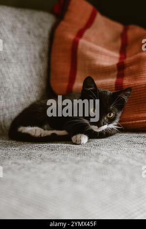 black kitten with a white neck, paws and belly is lying on a gray blanket on the sofa next to a red pillow. Stock Photo