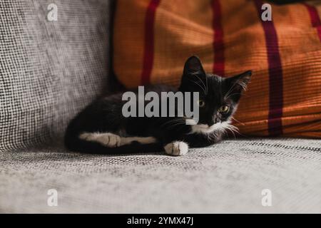 black kitten with a white neck, paws and belly is lying on a gray blanket on the sofa next to a red pillow. Stock Photo