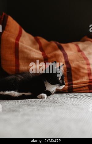 black kitten with a white neck, paws and belly is lying on a gray blanket on the sofa next to a red pillow. Stock Photo