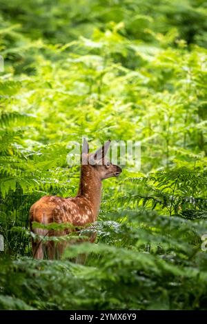 Red Deer Fawn, Richmond Park, London, England, UK Stock Photo