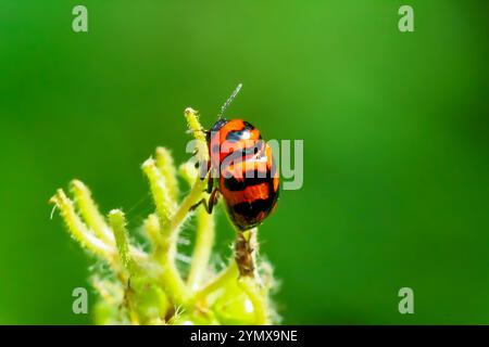 A close-up macro shot of a Three-banded Lady Beetle with orange and black markings on a plant stem. The beetle's distinctive black bands and orange bo Stock Photo