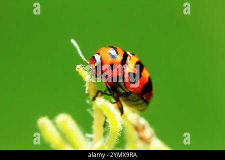 A close-up macro shot of a Three-banded Lady Beetle with orange and black markings on a plant stem. The beetle's distinctive black bands and orange bo Stock Photo