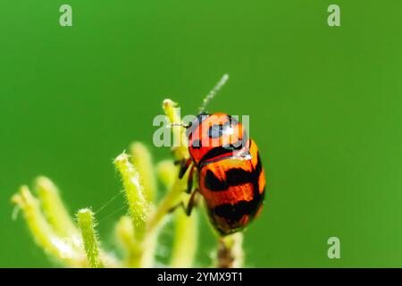 A close-up macro shot of a Three-banded Lady Beetle with orange and black markings on a plant stem. The beetle's distinctive black bands and orange bo Stock Photo