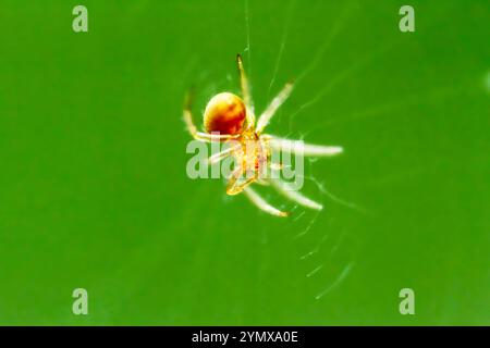 A close-up shot of a spider in its web. The spider is golden-yellow with a green background, New Taipei City, Taiwan. Stock Photo