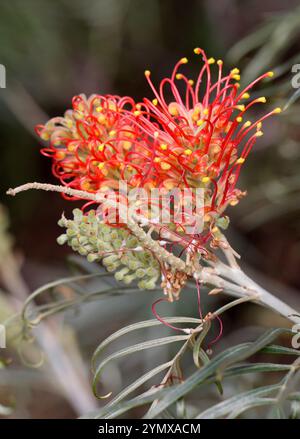 Spider Flower, Grevillea 'Coastal Sunset', Proteaceae. Australia. Stock Photo