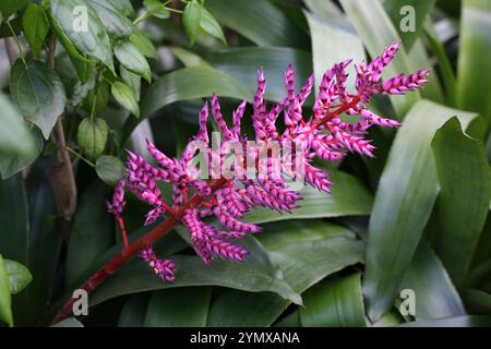 Bromeliad, Aechmea fendleri, Bromeliaceae. Venezuela and Trinidad and Tobago. Aechmea fendleri is a species of bromeliad in the genus Aechmea. Stock Photo