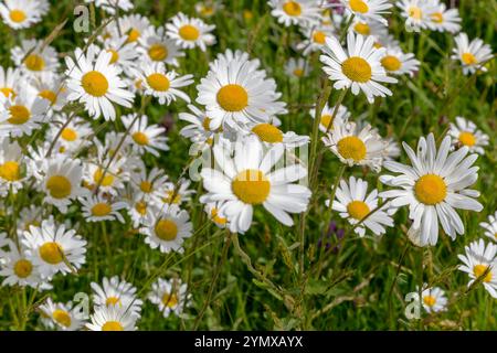 Ground Level View Looking Down On to a Colourful, Devon Wild Flower Meadow on a Summer’s Day. Stock Photo