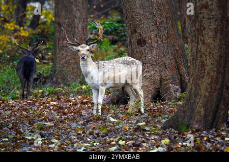 London, UK. 23rd Nov, 2024. Two young stags stand in the autumn leaves in Richmond Park. Credit: JOHNNY ARMSTEAD/Alamy Live News Stock Photo