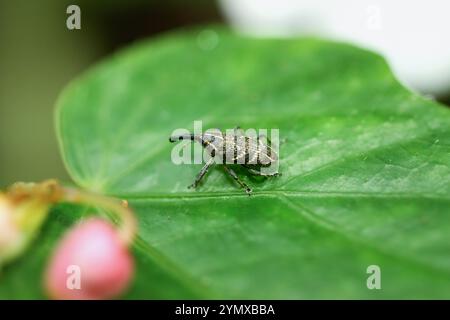 A close-up macro shot of a yellow-striped weevil on a green leaf. The weevil has a black body with white stripes and a distinctive V-shaped mark on it Stock Photo