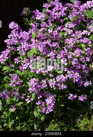 Honesty or Annual Honesty, Lunaria annua, Brassicaceae. UK. Stock Photo