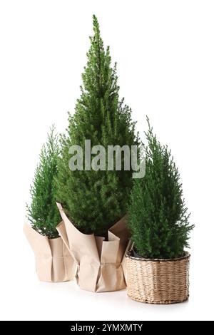 Three pine trees isolated on white background, natural photo texture ...