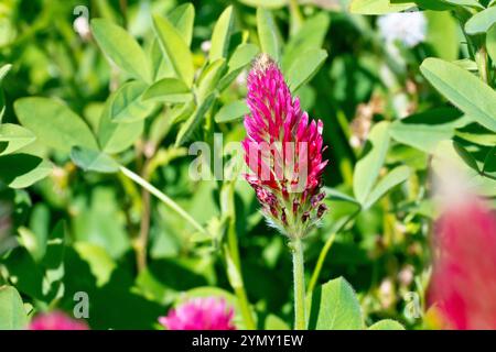 Crimson Clover (trifolium incarnatum), close up of a single spike of the bright red flowers of the plant commonly grown in fields as a green manure. Stock Photo