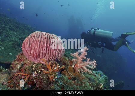 Diver examining a Barrel sponge, barrel sponge (Xestospongia testudinaria) and corals on a shipwreck, dive site USAT Liberty, Tulamben, Bali, Indonesi Stock Photo