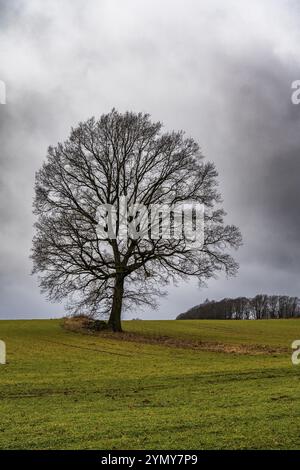 Solitary oak tree in Upper Lusatia 2 Stock Photo