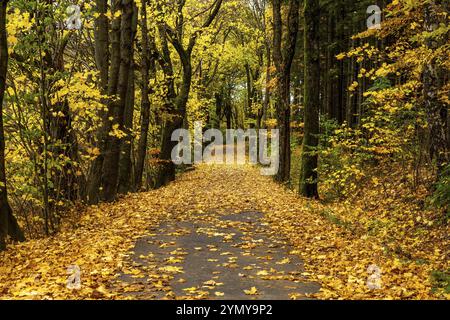 Autumn on the cycle path in Steinigtwolmsdorf/Oberlausitz 1 Stock Photo