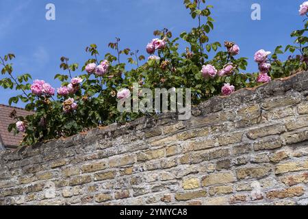 Climbing roses on a stone wall Stock Photo