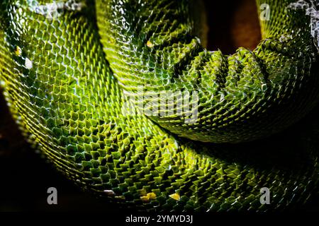 Close-Up of Vibrant Green Snake Scales in Detailed Texture Stock Photo