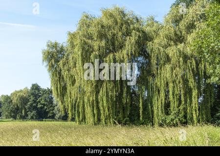 Large weeping willow in the sun on a meadow Stock Photo