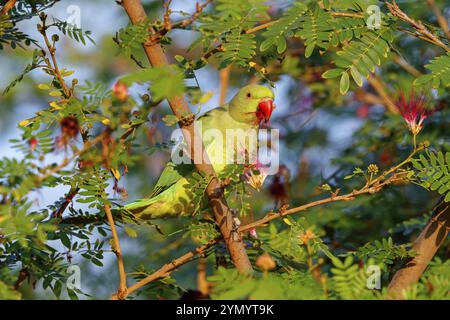 Collared Parakeet, (Psittacula krameri), Small Alexander Parakeet, eats flowers Muscat, Al Qurm Park, Muscat, Oman, Asia Stock Photo